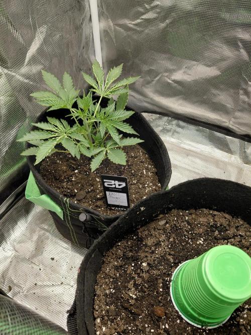 Frostbanger. Week 1 - 12/5/2025