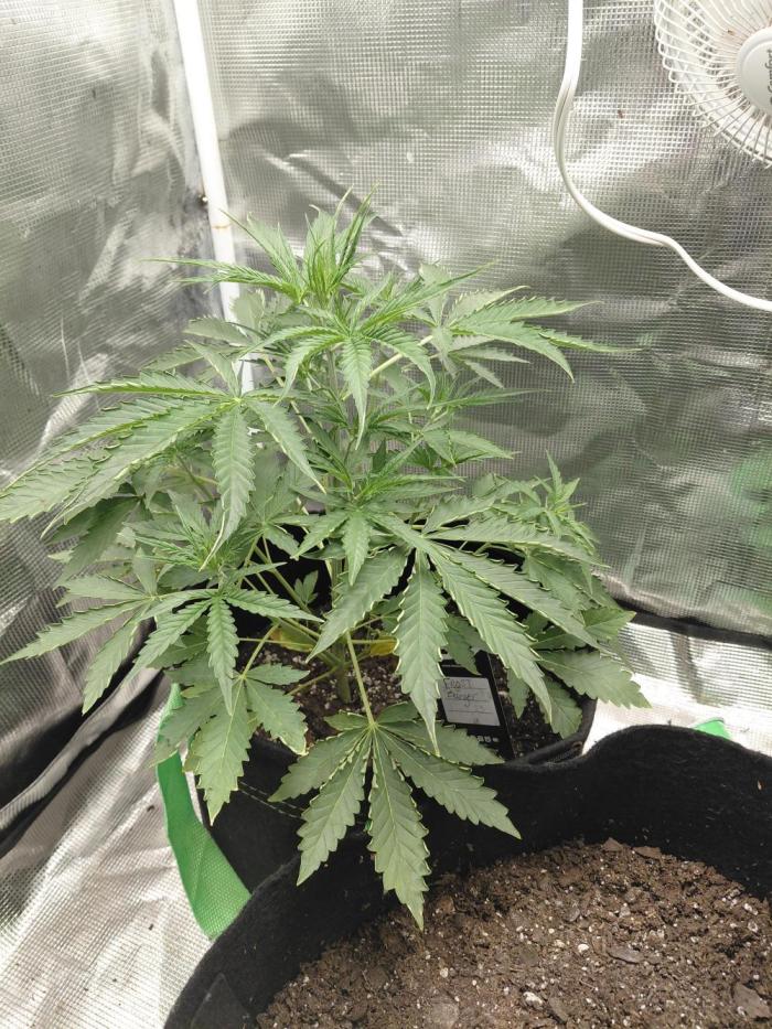 Frostbanger. Week 2 - 12/12/2025