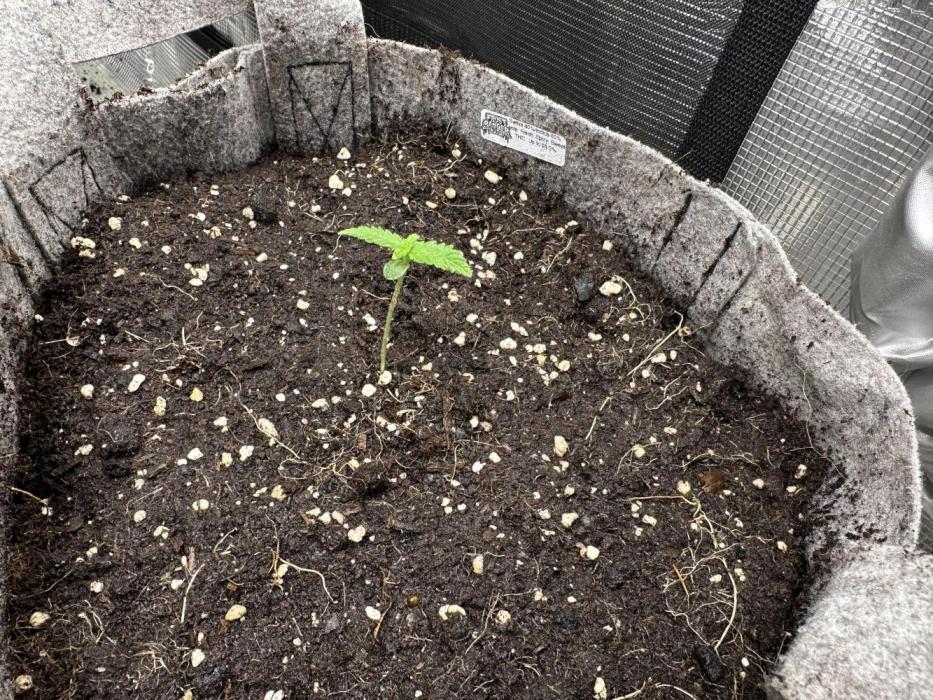 FastBuds Frostbanger. Week 1