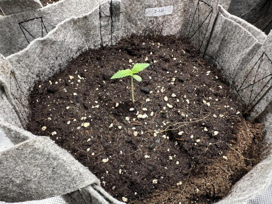 FastBuds Z-Up. Week 1