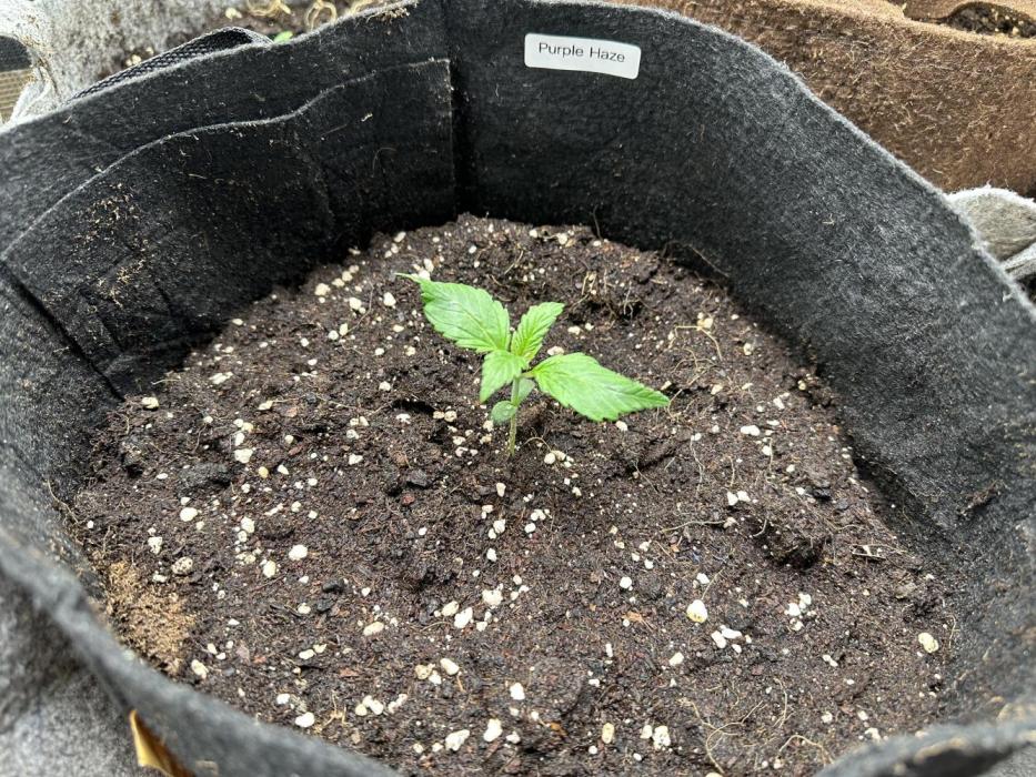 FastBuds Purple Haze. Week 1