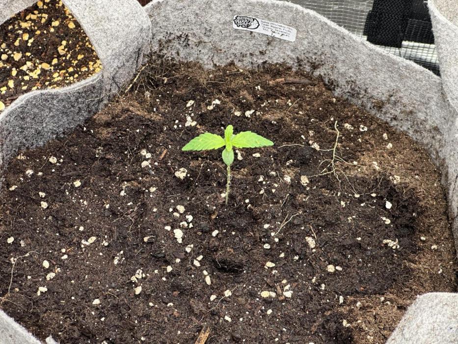 FastBuds BananaPurplePunch. Week 1