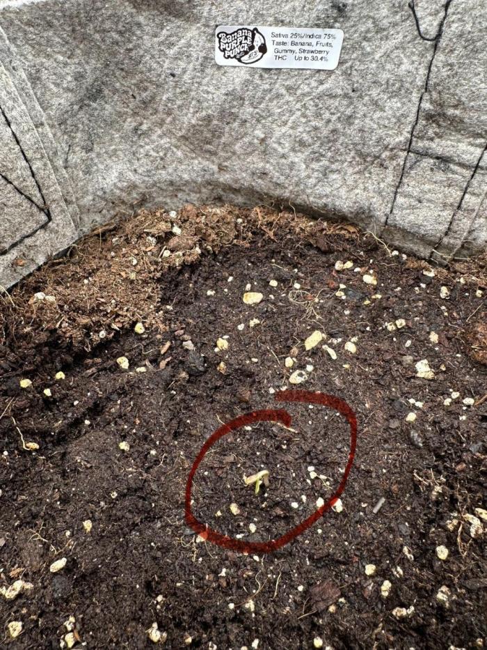 FastBuds BPP RF3. Week 1