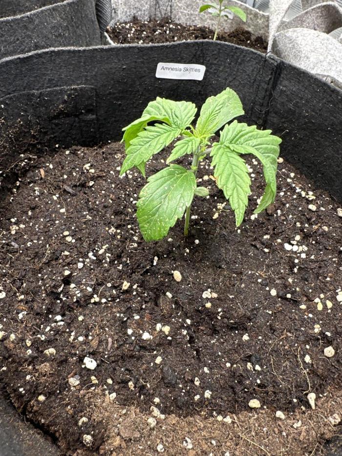 FastBuds AmnesiaZ. Week 2