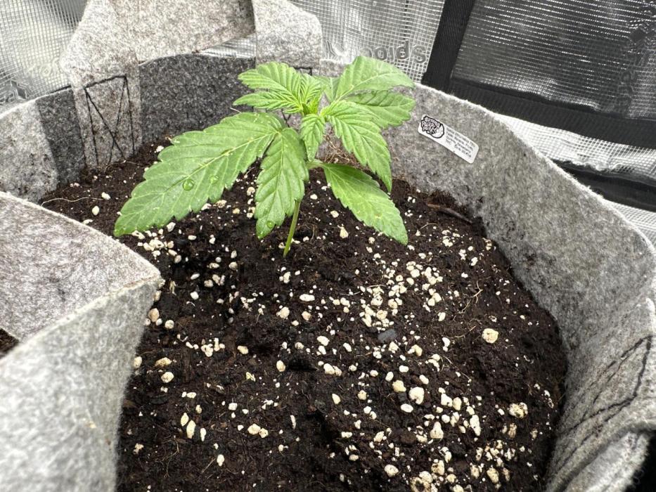 FastBuds BananaPurplePunch. Week 2