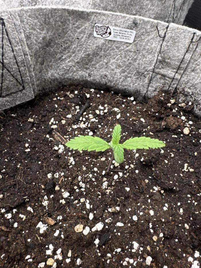 FastBuds BPP RF3. Week 2