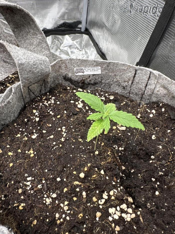 FastBuds Frostbanger. Week 2 - Slowest by all means