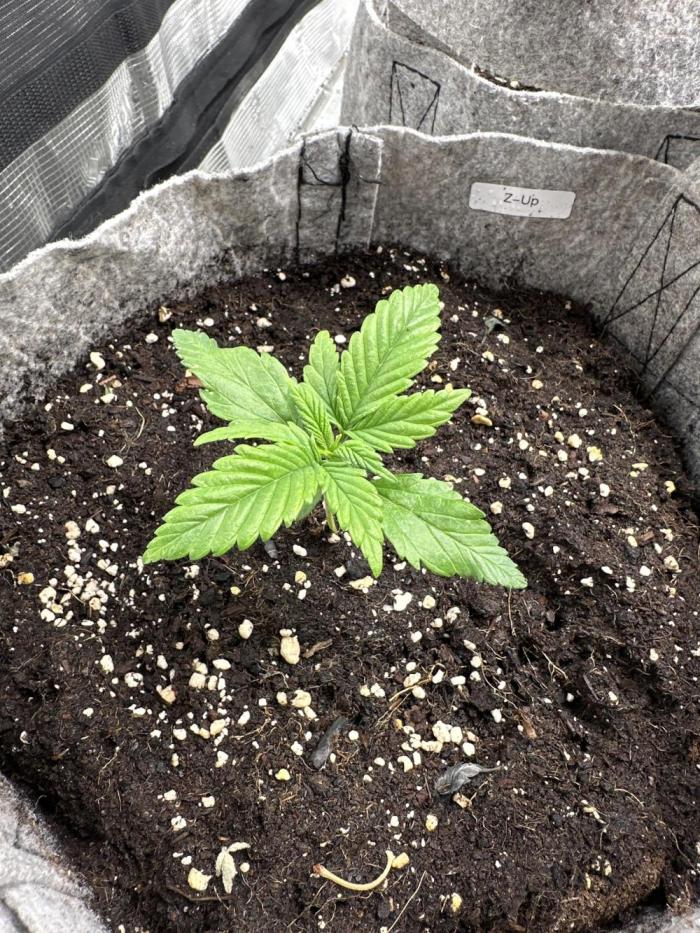 FastBuds Z-Up. Week 2 - She was thirsty