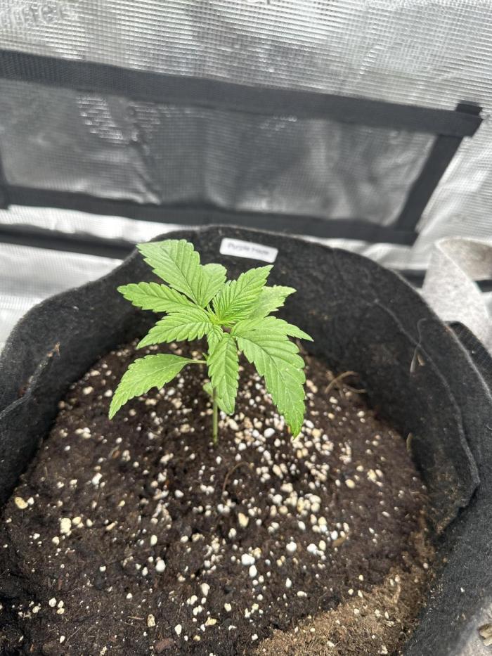 FastBuds Purple Haze. Week 2 - Biggest of all till now