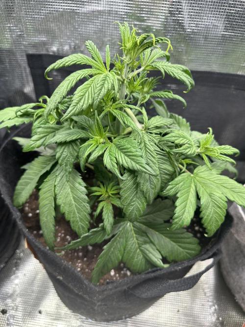 FastBuds Purple Haze. Week 3 - Leave tuck