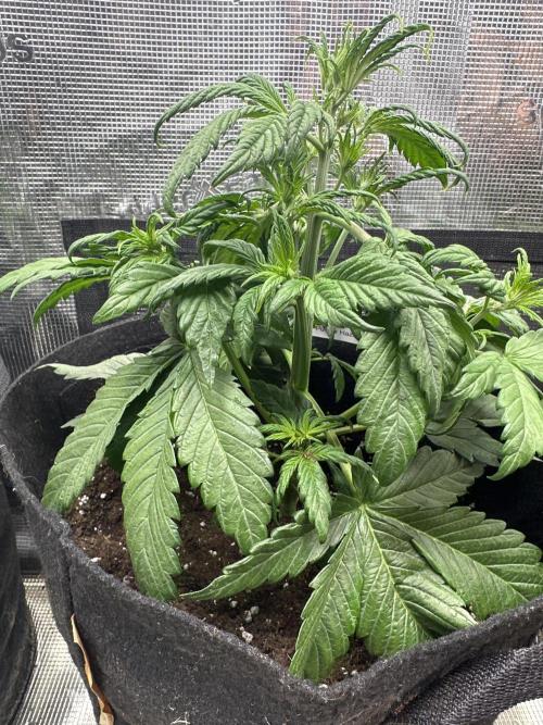 FastBuds Purple Haze. Week 3