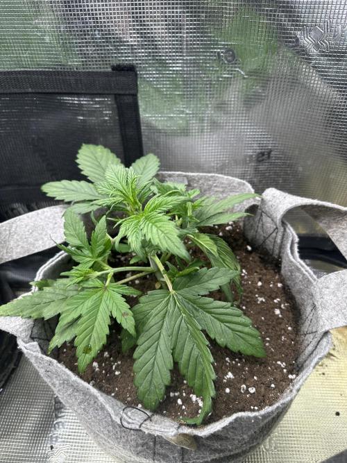 FastBuds BananaPurplePunch. Week 3 - Leave tuck