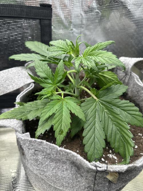 FastBuds BananaPurplePunch. Week 3 - End of week 3