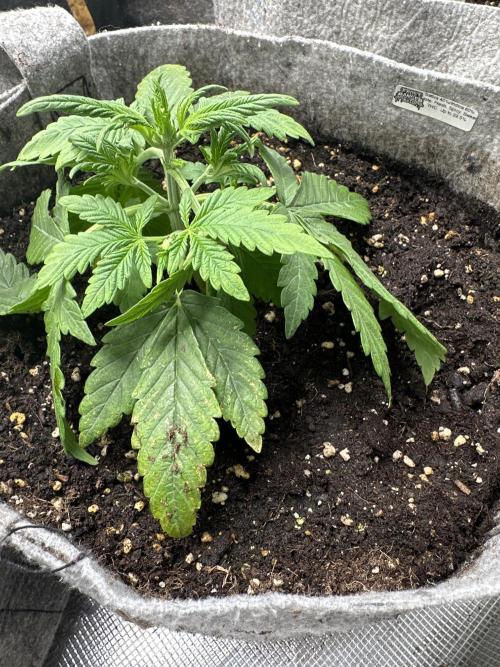 FastBuds Frostbanger. Week 3 - Bit leave tuck