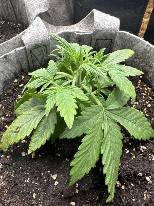 FastBuds Frostbanger. Week 3