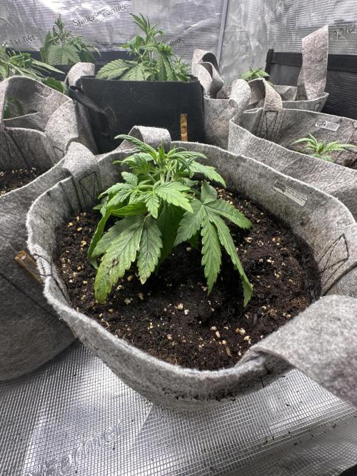 FastBuds Frostbanger. Week 3