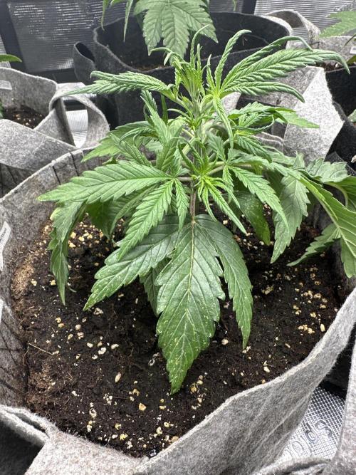 FastBuds AmnesiaZ. Week 3