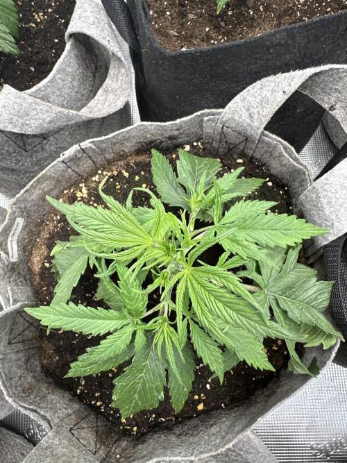 FastBuds AmnesiaZ. Week 3