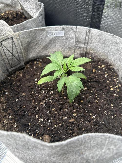 FastBuds BPP RF3. Week 3