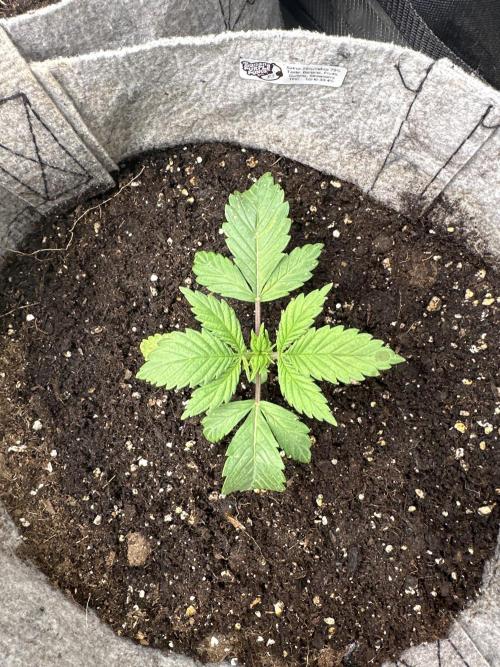 FastBuds BPP RF3. Week 3