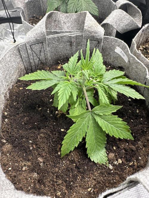 FastBuds Z-Up. Week 3