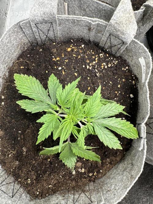 FastBuds Z-Up. Week 3