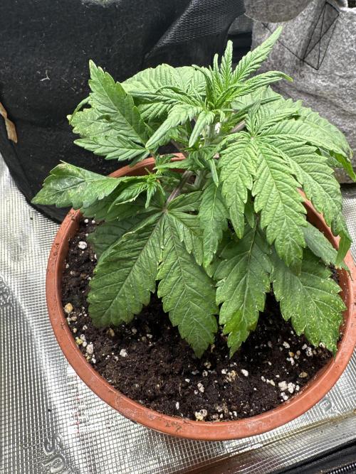 Gorilla Skittles. Week 3