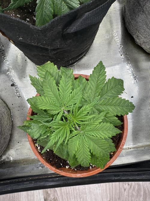 Gorilla Skittles. Week 3