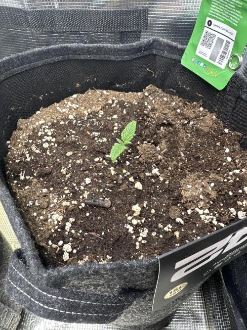 FastBuds Papaya cookies. Week 1