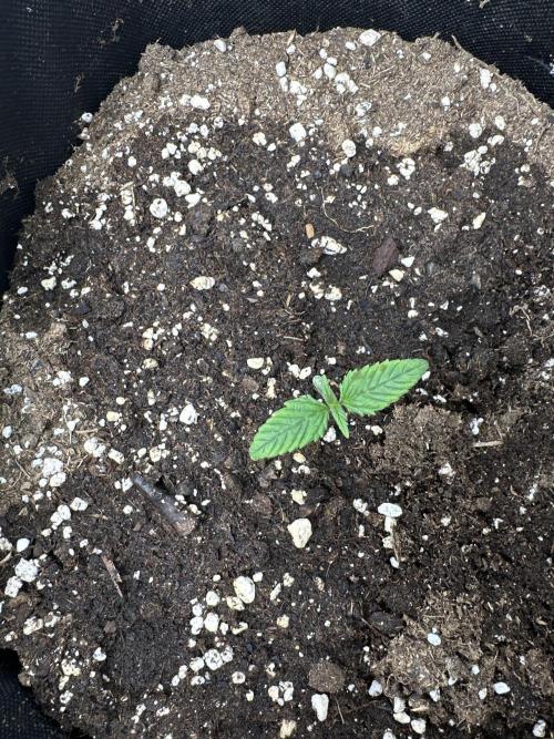 FastBuds Papaya cookies. Week 1
