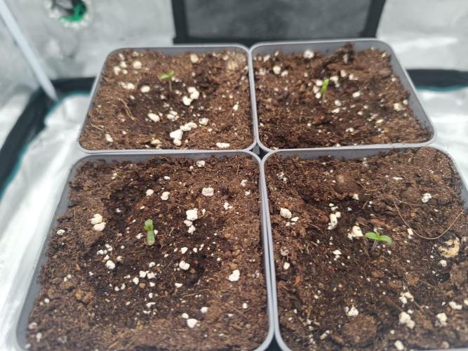 Hindu Kush 2026 - Sensi Seeds. Week 0