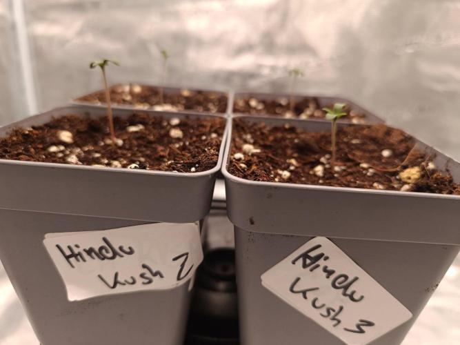 Hindu Kush 2026 - Sensi Seeds. Week 0