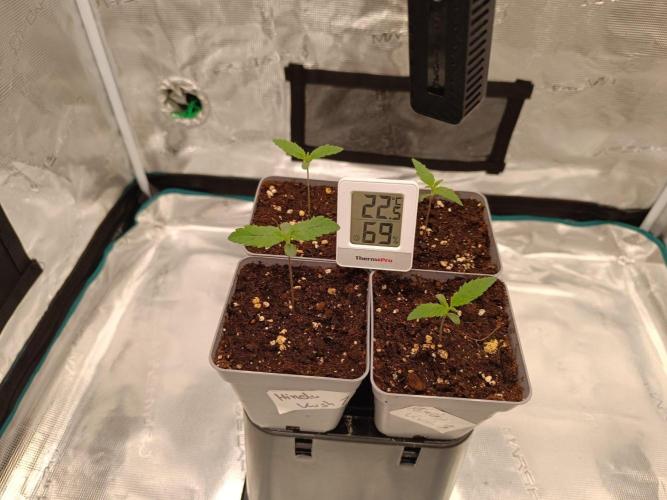 Hindu Kush 2026 - Sensi Seeds. Week 1
