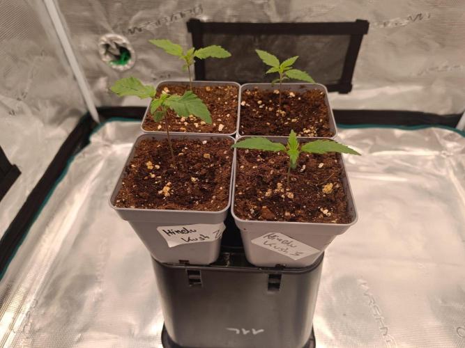 Hindu Kush 2026 - Sensi Seeds. Week 1
