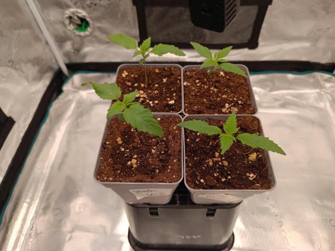 Hindu Kush 2026 - Sensi Seeds. Week 1