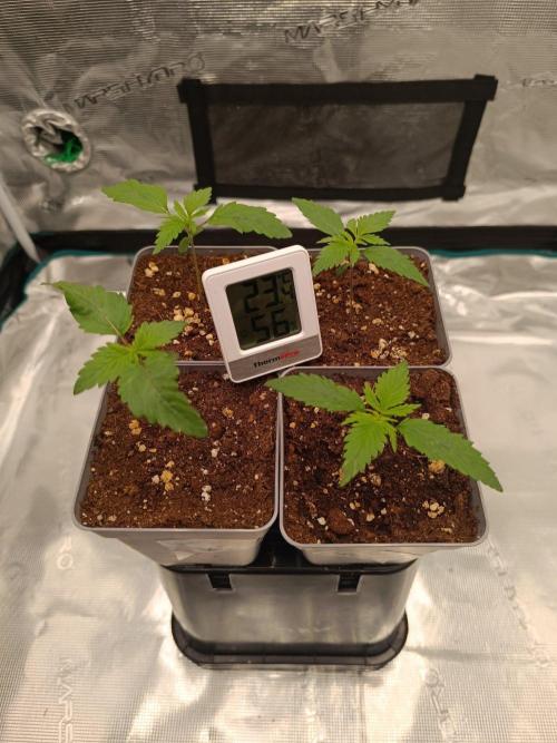 Hindu Kush 2026 - Sensi Seeds. Week 2