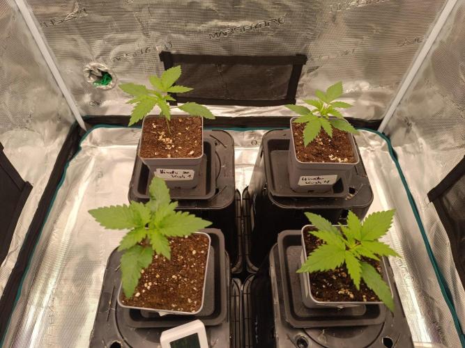 Hindu Kush 2026 - Sensi Seeds. Week 2