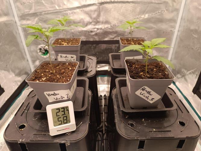 Hindu Kush 2026 - Sensi Seeds. Week 2