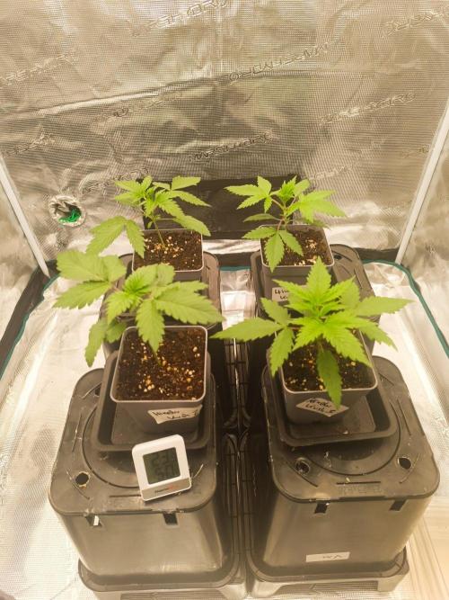 Hindu Kush. Week 2