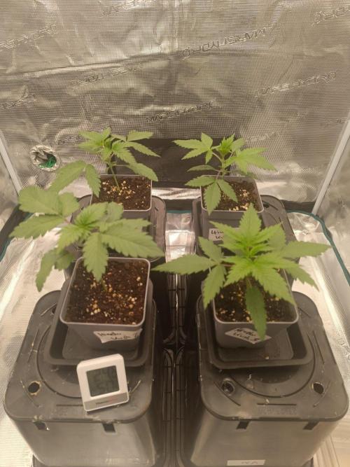 Hindu Kush 2026 - Sensi Seeds. Week 2
