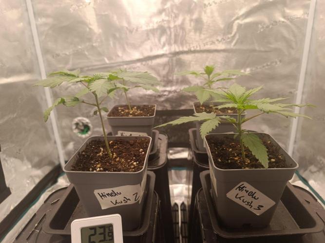 Hindu Kush 2026 - Sensi Seeds. Week 2