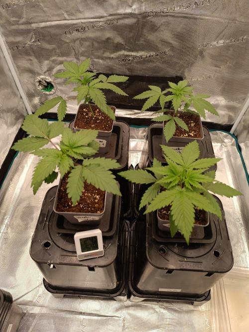 Hindu Kush 2026 - Sensi Seeds. Week 3