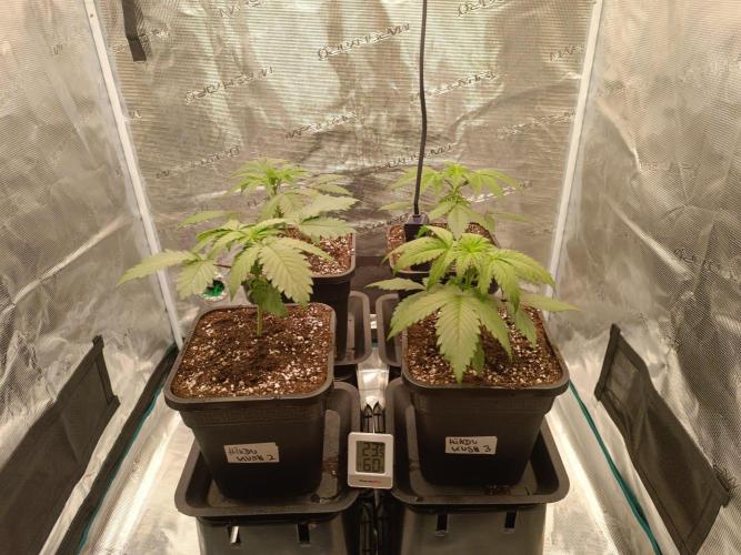 Hindu Kush. Week 3