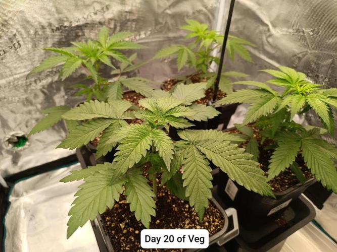 Hindu Kush. Week 3