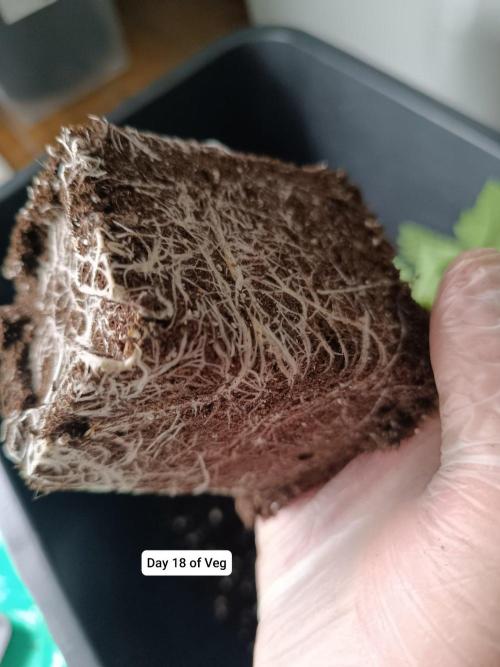 Hindu Kush 2026 - Sensi Seeds. Week 3