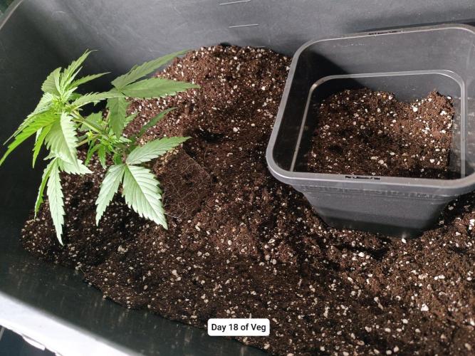 Hindu Kush 2026 - Sensi Seeds. Week 3