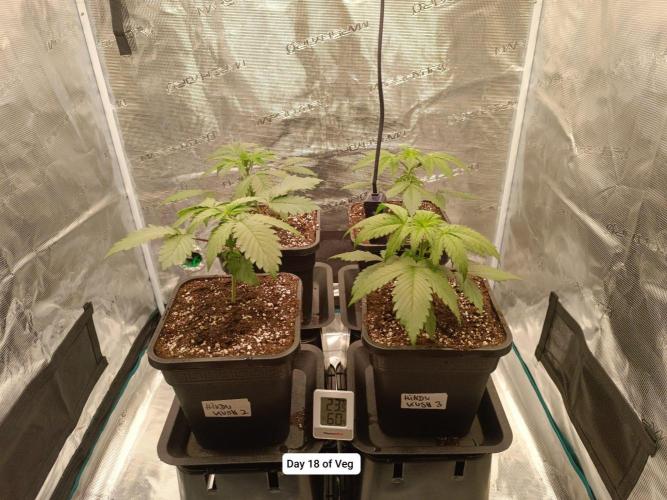 Hindu Kush 2026 - Sensi Seeds. Week 3