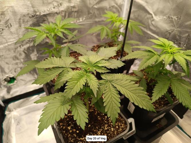 Hindu Kush 2026 - Sensi Seeds. Week 3