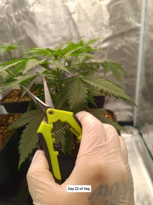Hindu Kush 2026 - Sensi Seeds. Week 4