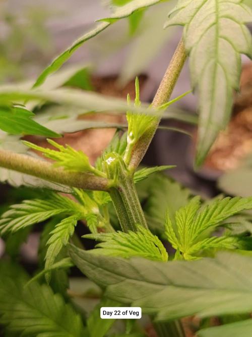 Hindu Kush 2026 - Sensi Seeds. Week 4